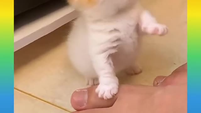 Cute and Funny Cat Videos Compilation