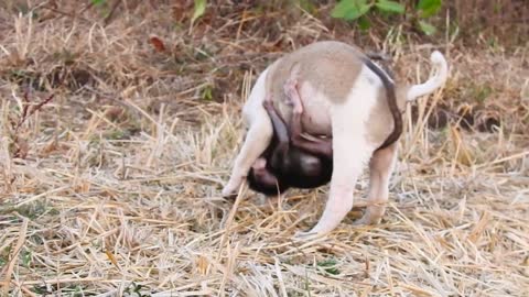 BEST VIDEOS Of Baby Love puppy Nyny , CUTE And FUNNY Monkey Baly