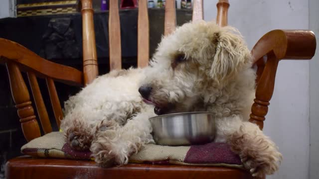 Dog fox terrier wire eat at the chair