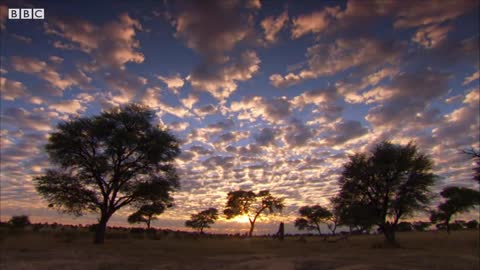 Snake-bitten Meerkat Returns Home | BBC Earth