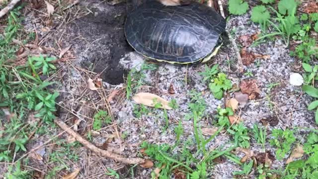 Fenway and the turtle