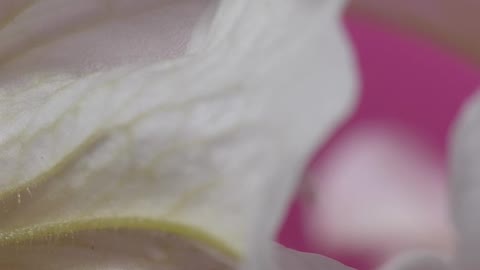 White petals on a pink background