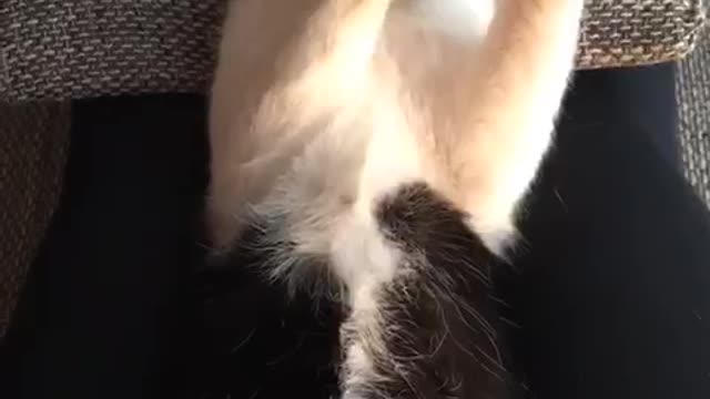 cat takes a shower (Leo)