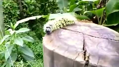 Rare caterpillar. Fantastic Creatures. Little monsters.mp4