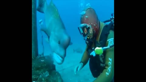 ❤ Heart warming: New friend in the deep sea