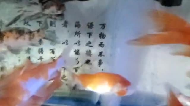 Goldfish swim happily in the fish tank.