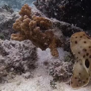 Fish Swimming In The Sae #Fish_Swimming_In_The_Sea#animals_Nuture #tortoise #Recpect