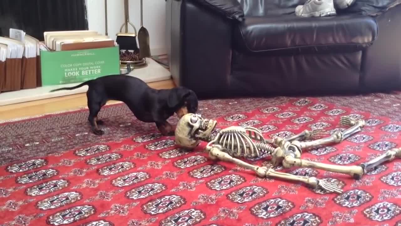 FUNNY Dogs Scared of Halloween Compilation ★Funny Babies and Pets!