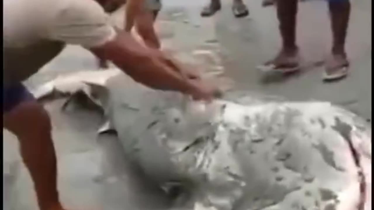 Shark Rescue