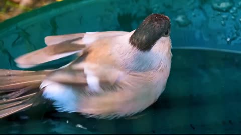 Joyful Bird Bathing | Splashing Fun in Plumage Paradise! 🦜🛁🌊 #BirdBathDelight #WildlifeSplashes