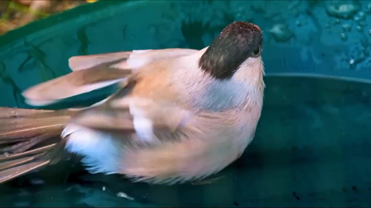 Joyful Bird Bathing | Splashing Fun in Plumage Paradise! 🦜🛁🌊 #BirdBathDelight #WildlifeSplashes