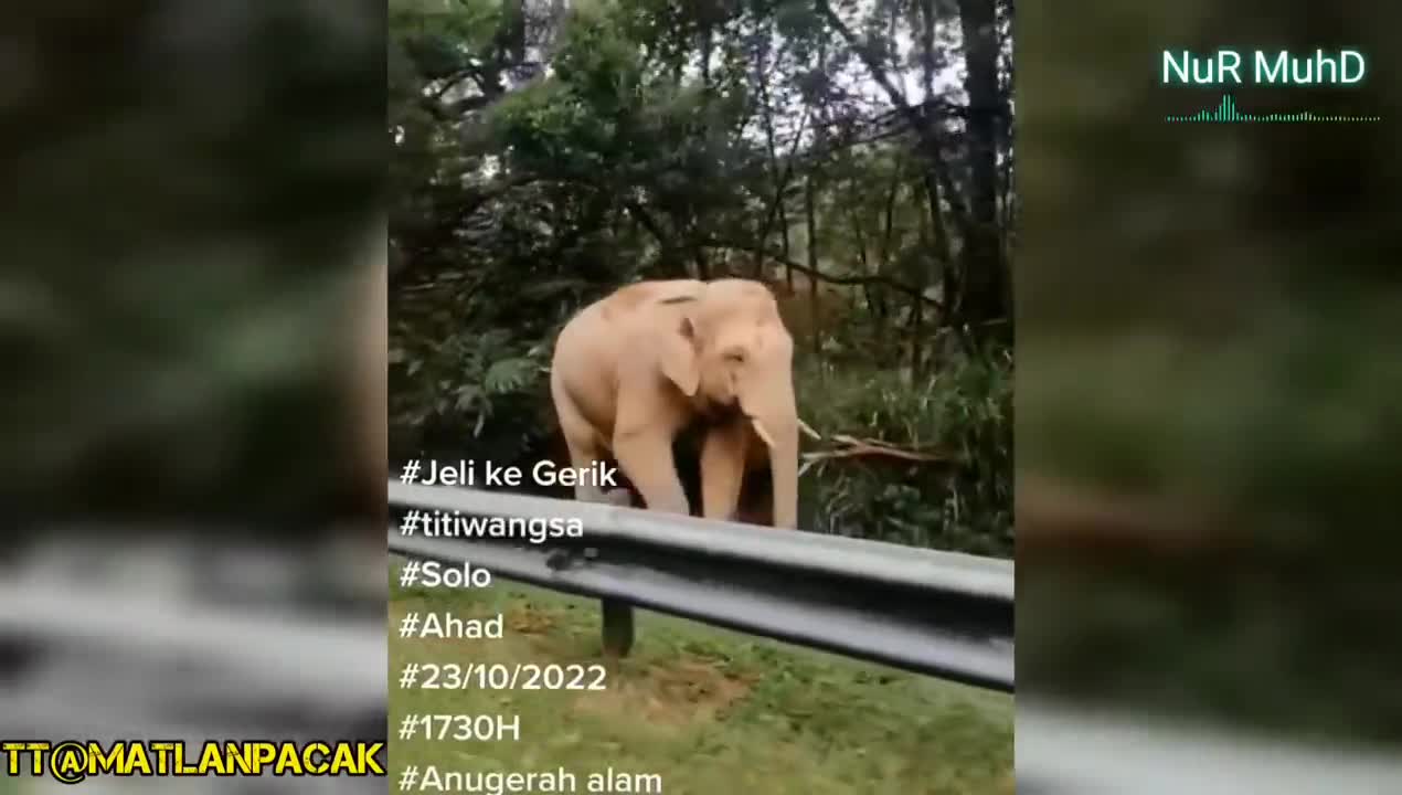 VIRAL, GAJAH BESAR GRIK-JELI HENTAM KERETA