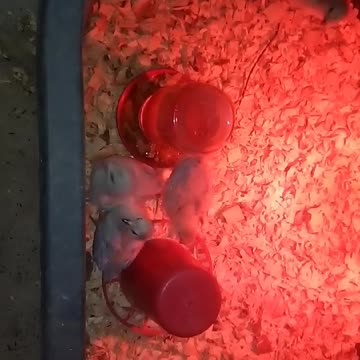 Chicks in a brooder Part 29