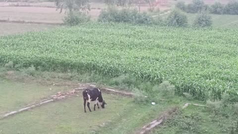 Very cute cow || American cow eat grass