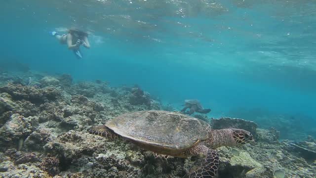 Turtle in the Ocean at Maldives