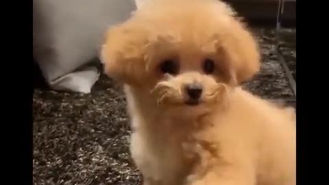 ♥Cutest Puppies Doing Funny Things 2020♥ #19 Cute Animals