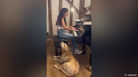 When you get a guard dog, but these moments you will have!