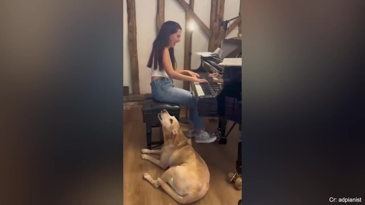 When you get a guard dog, but these moments you will have!