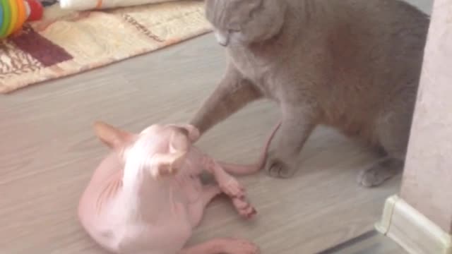 Fight cats