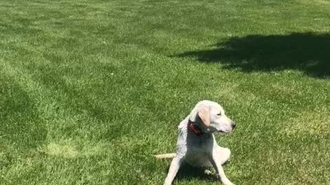 Gunner - The Start of Directional Hand Signal Training for Gundogs