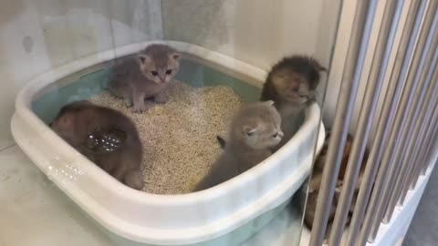 Kittens' daily life