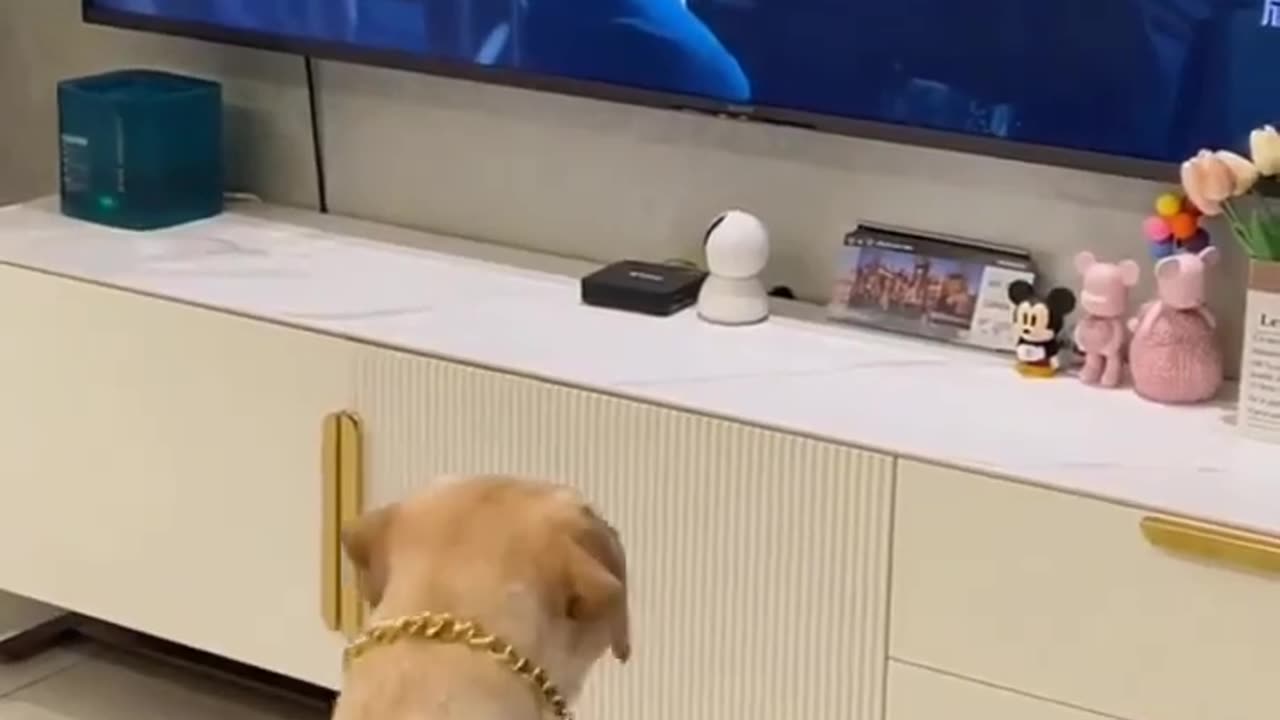 Waching tv dog