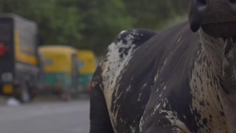 A singel cow sitting in the road.