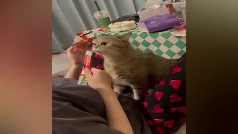 New Funny Videos 2024 😍 Cutest Cats and Dogs 🐱🐶