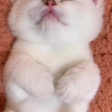 Bedtime Song for Pets