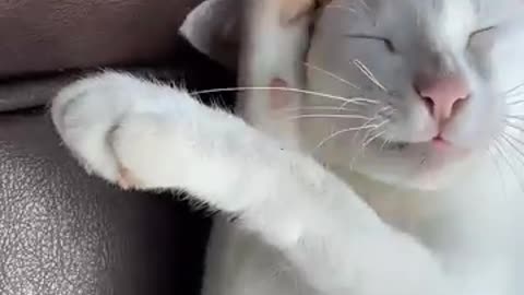 Funny Cat video