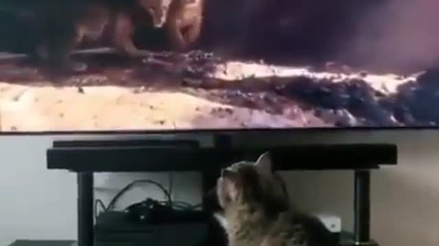 Cute kitten getting a big scare.