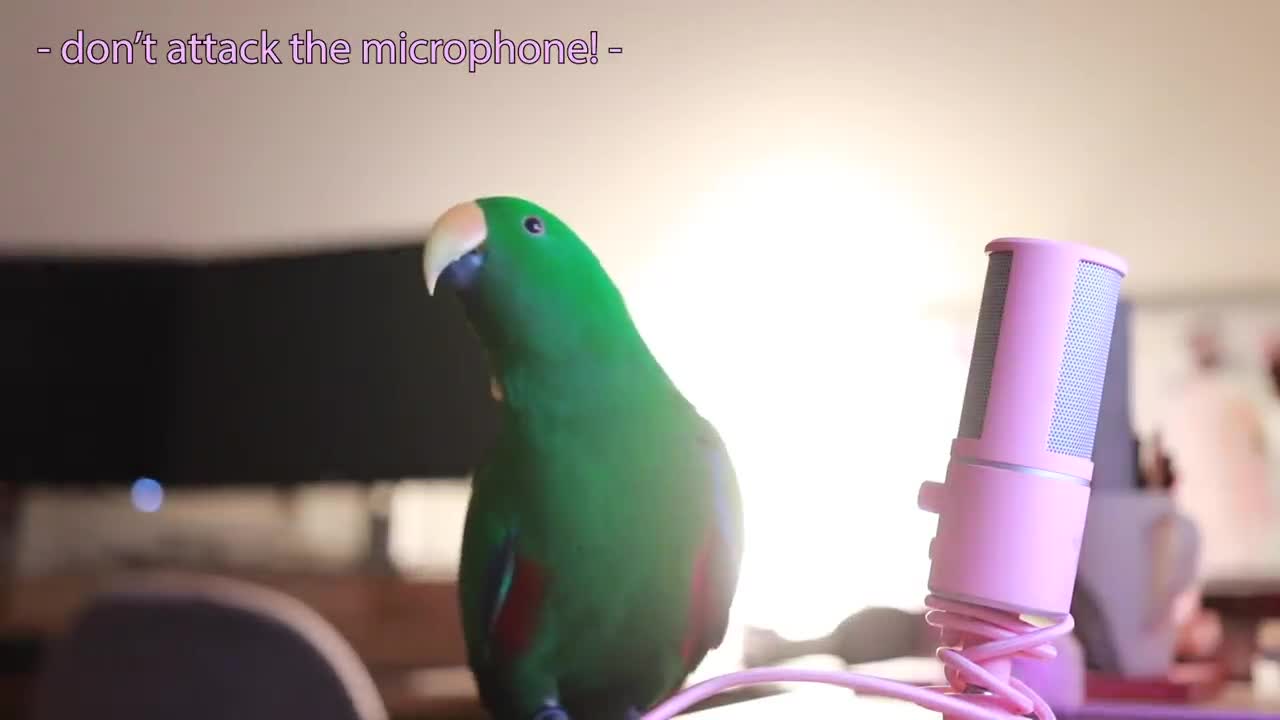 sweet parrot talks into microphone.......CUTE BIRD