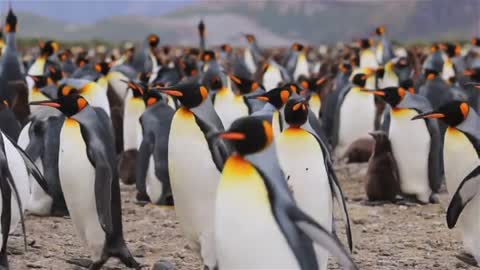 Penguins