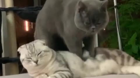 Cat massaging master