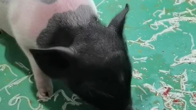 Little pig eats delicious food