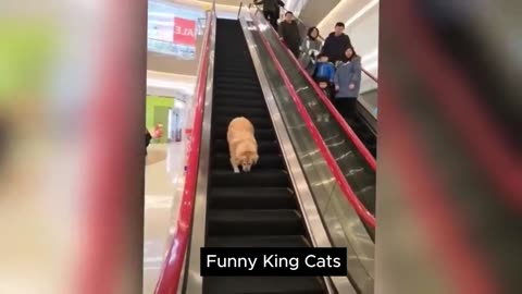 Funny Cats Video ｜😄 New Funny Cats and Dogs Videos 😹🐶 2024