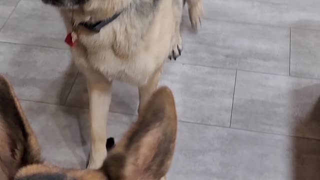 Second time Kai meeting Zeus