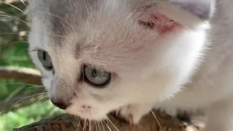 Kitten on a Tree Branch