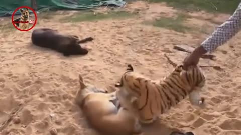 Trick canine and phony Lion and Fake Tiger Prank To canine