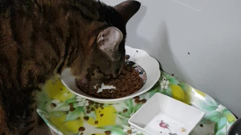 My Cat Eating a Meal