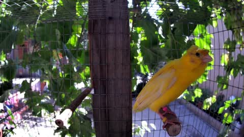 canary crested songs