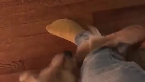 Dog spins around owners leg