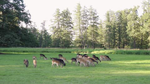 A herd of fallow deer grazes in a meadow by a forest on a sunny day