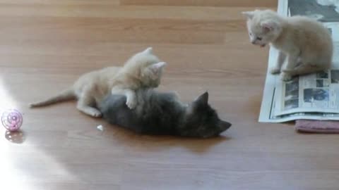 Kitten surprise (How to Break up cat fight!) The original!