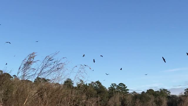 Pelicans on a Lake