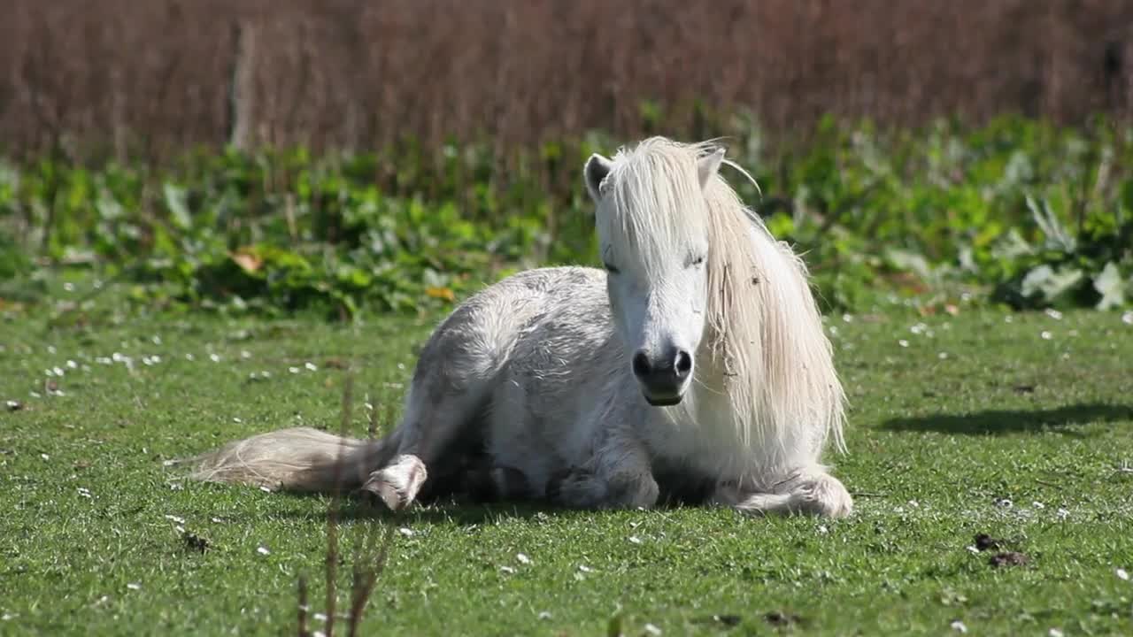 Horse makes hilarious face while scratching his head