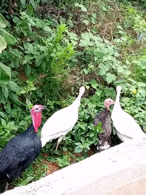 Take a look at African Turkey in style.