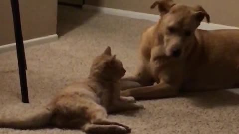 Cat and dog making out