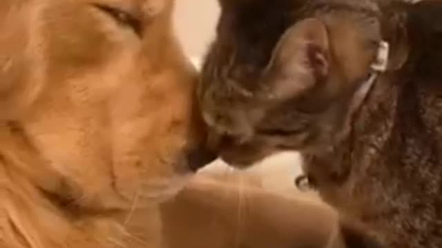 Cat and dog love