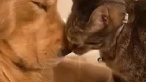 Cat and dog love